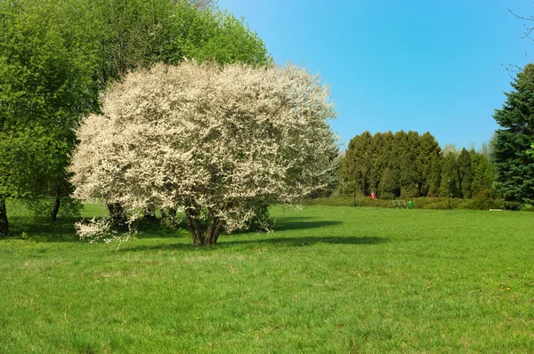 Bahar Parkı