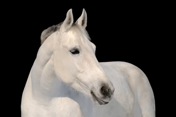 Портрет білого коня ізольовано — стокове фото