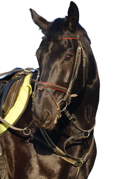 Чёрная лошадь — стоковое фото