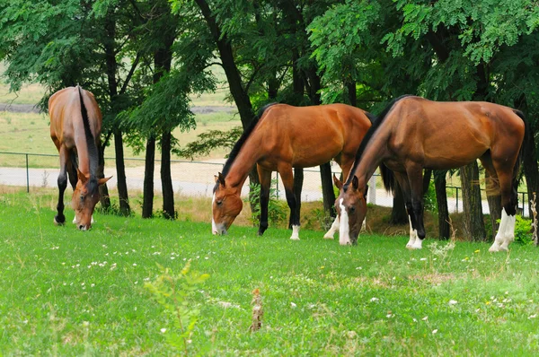 Junge Pferde auf der Haltung — Stockfoto
