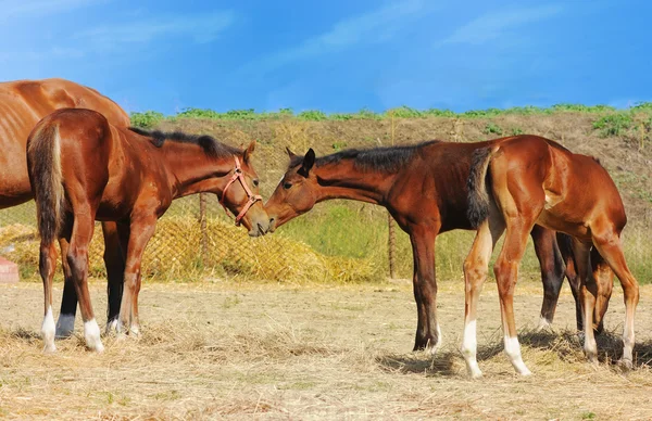 Foals en el rancho — Foto de Stock