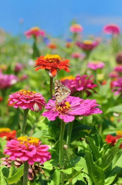 Hermosas flores Zinnia —  Fotos de Stock