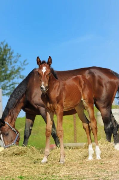 Foal en el rancho —  Fotos de Stock