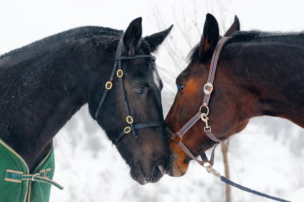 Twee paarden in de winter — Stockfoto