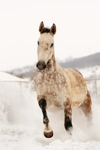 Серый конь на зимнем поле — стоковое фото