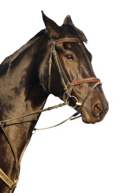Portrait of black horse isolated clipart