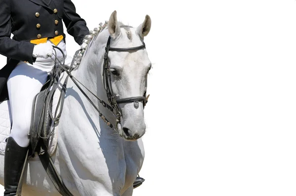 Portrét koně, drezura — Stock fotografie