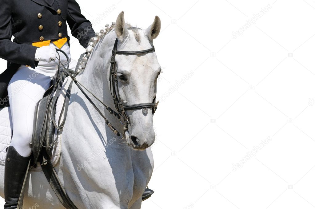A portrait of dressage horse
