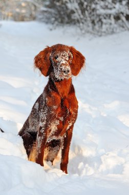 Karda İrlandalı setter yavrusu