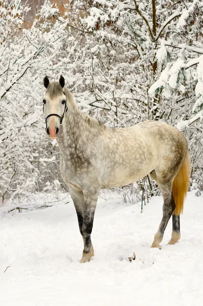 Beyaz at kış ormanında — Stok fotoğraf