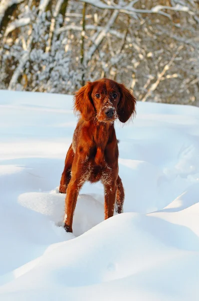 Chiot de Setter Irlandais dans la neige — Photo