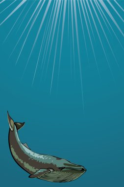 Whale underwater. clipart