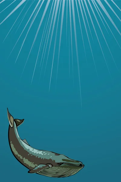 Balena sott'acqua . — Vettoriale Stock