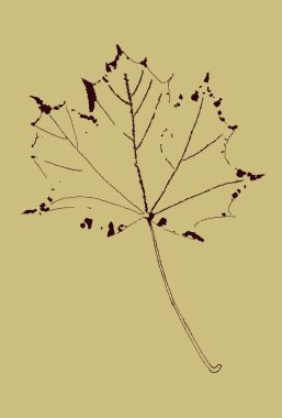 Maple ink drawing clipart