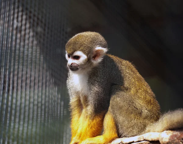 Small monkey — Stock Photo, Image