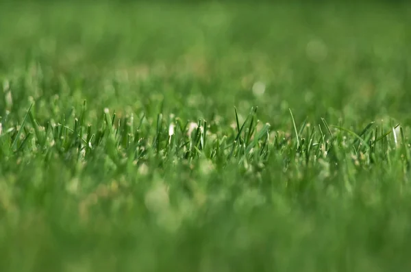 stock image Green lawn