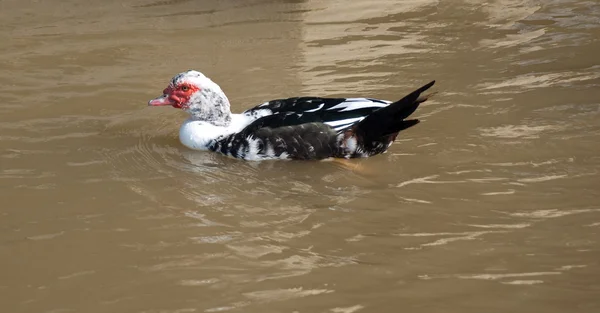 Stock image Wild duck