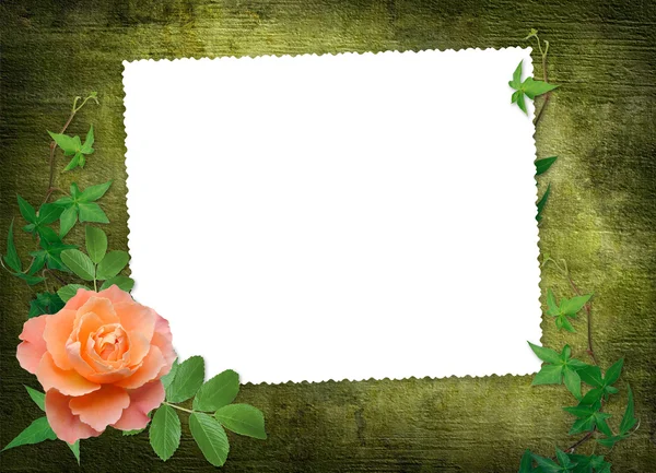 Bílý rámeček s červenou růží — Stock fotografie