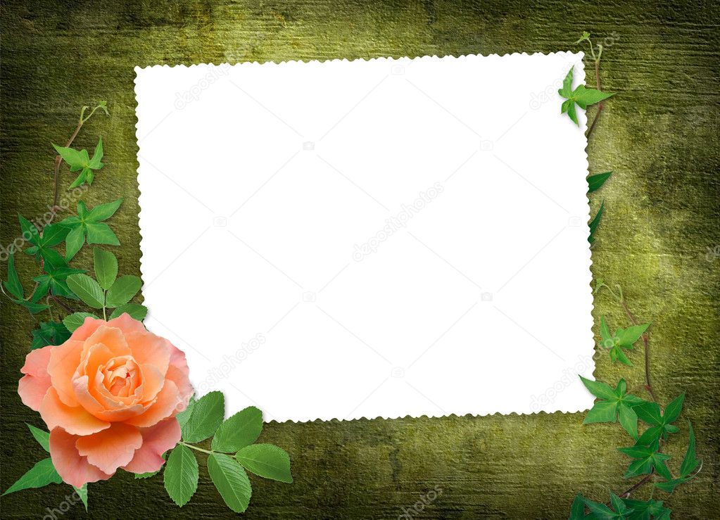 White frame with red rose