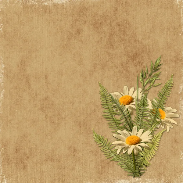 Card for the holiday with camomile — Stock Photo, Image