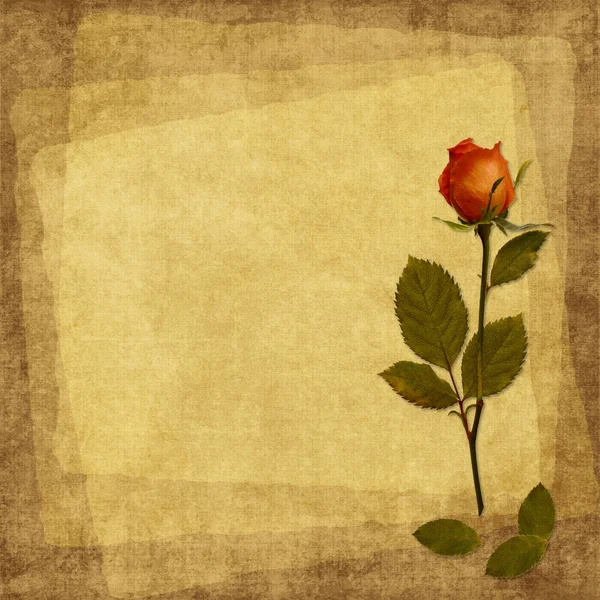 Вінтажна листівка зі старого паперу і троянди Стокове Фото