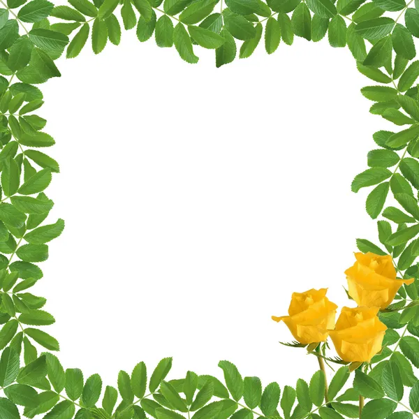White frame with flower — Stock Photo, Image