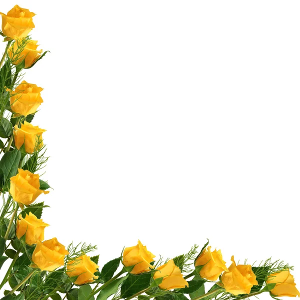 Witte frame met gele roos — Stockfoto