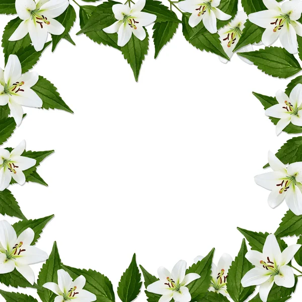 Λευκό πλαίσιο με λουλούδι — Φωτογραφία Αρχείου