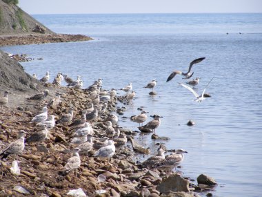 Sea birds ashore