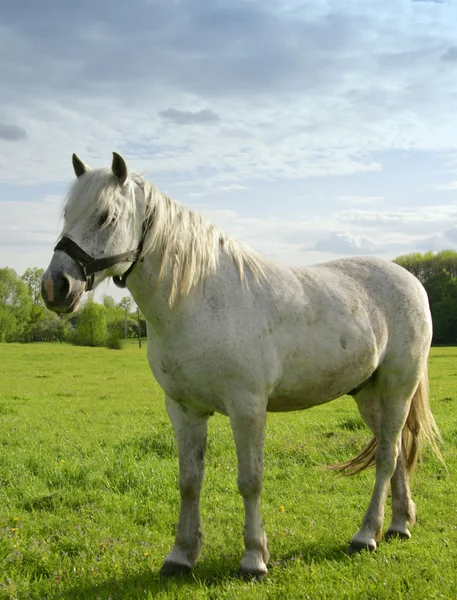 El caballo. —  Fotos de Stock