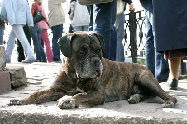 yalancı köpek