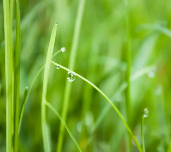 Grass in summer — Stock Photo, Image