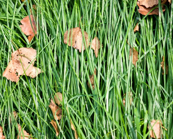 Засеянная трава — стоковое фото
