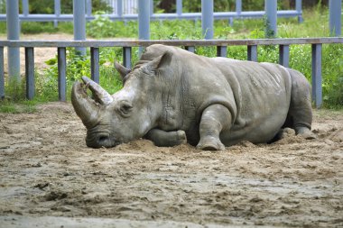 Rhinoceros on sand in the zoo clipart