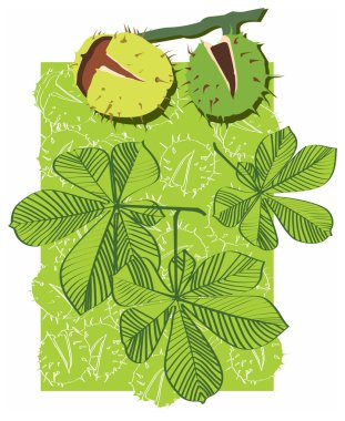 Chestnut clipart