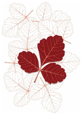 Leaf2 clipart