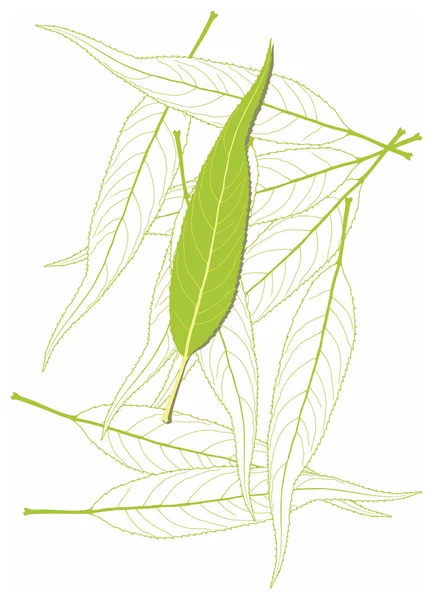 Leaf3 — 스톡 벡터