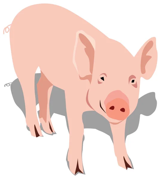 Pig_young-Pigling — Stockvector
