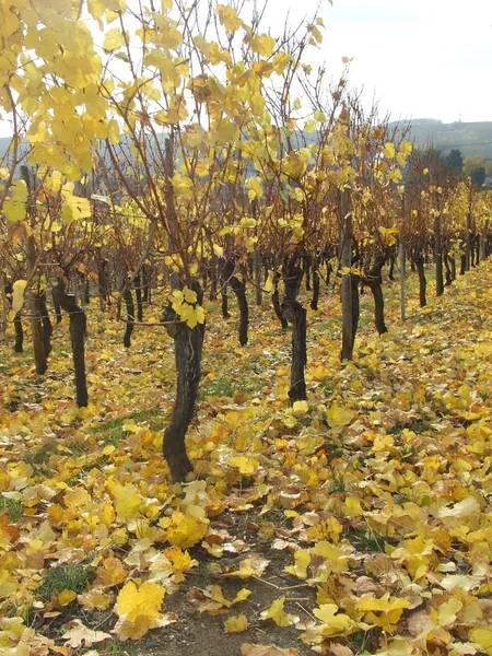 Alsace-vingårdar — Stockfoto