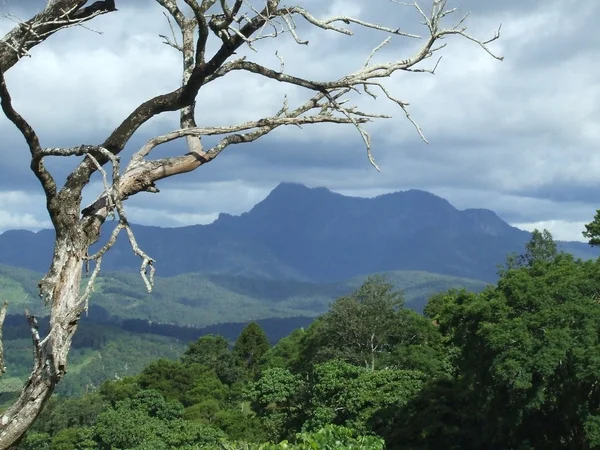 stock image Springbrook National Park