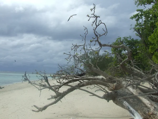 Bayan musgrave Adası — Stok fotoğraf