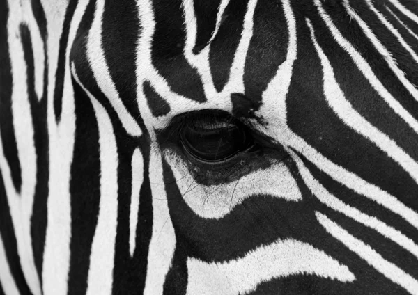Zebragesicht — Stockfoto