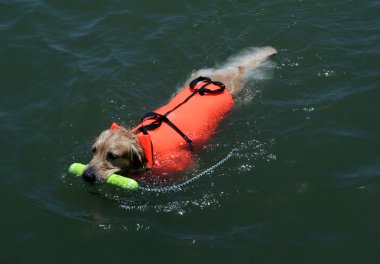 Swimming dog with life jacket clipart