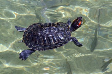Yüzme kaplumbağa