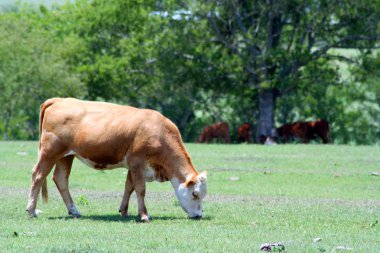 A Cow Grazing clipart