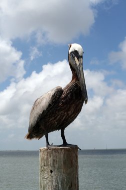 Pelican on a post clipart