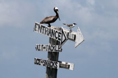 Pelican on a post clipart