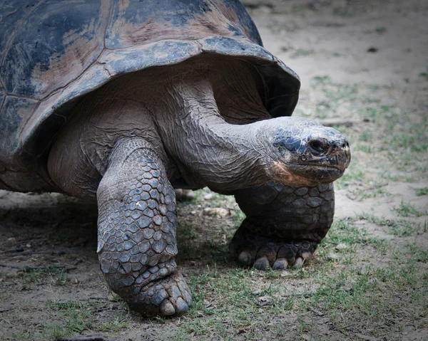 Kaplumbağa. — Stok fotoğraf