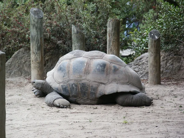 Large Tortoise — Stock Photo, Image