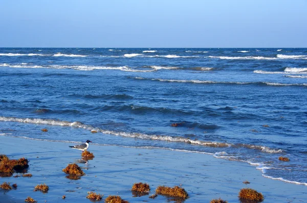 Gabbiano sulla spiaggia — Foto Stock